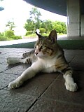 何気に大学の猫