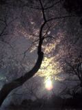 夜桜。