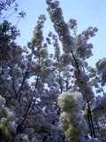 20060418_5